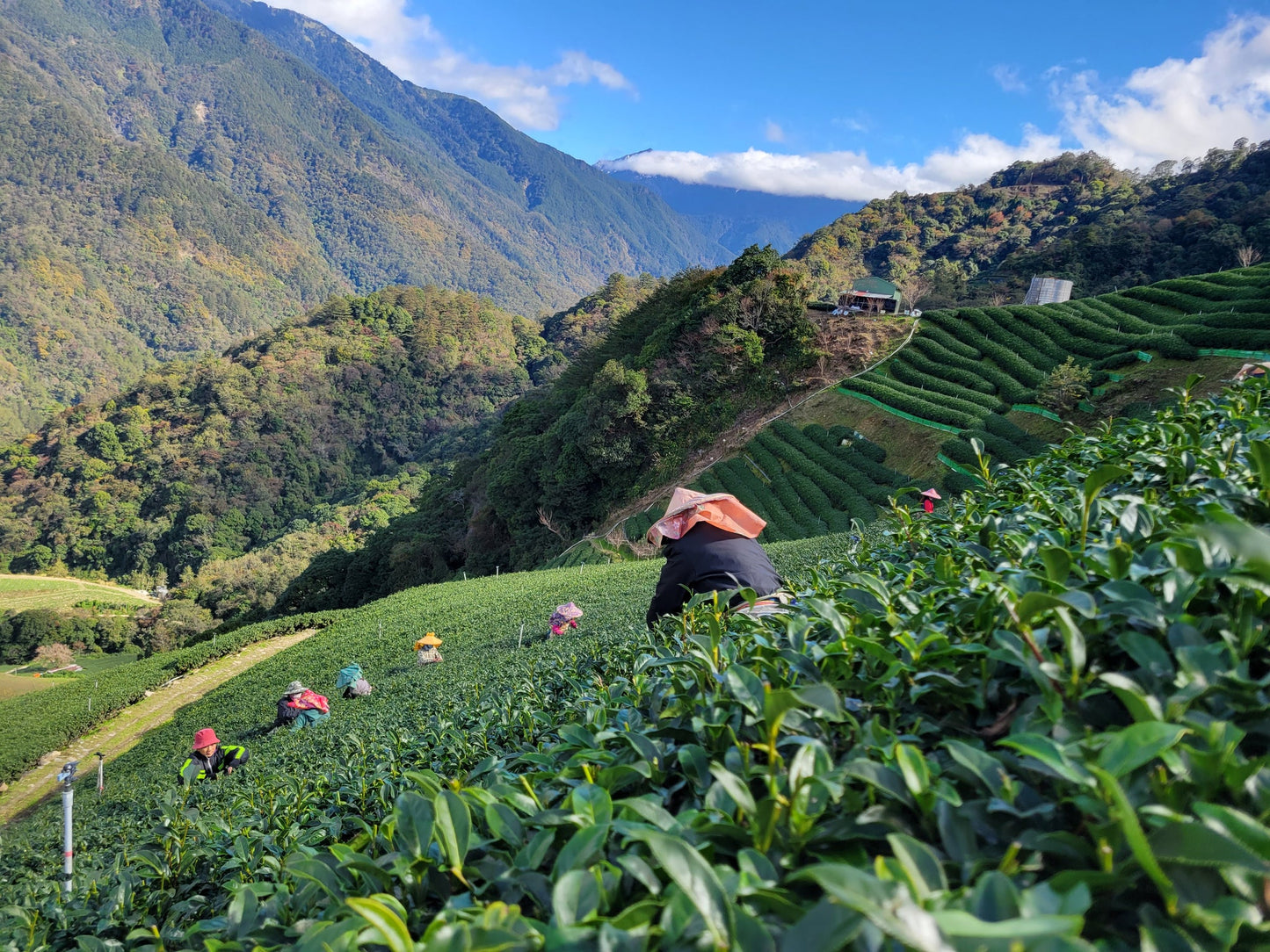 Tee Gin - Tee Zwanck