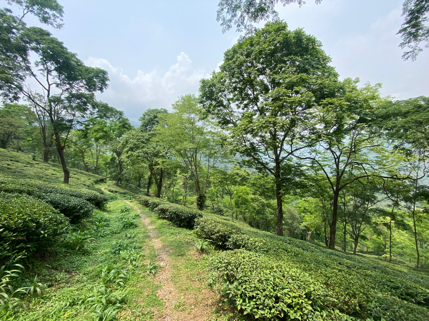 "FLUGTEE" FRISCHER FIRST FLUSH DARJEELING BIO - Tee Zwanck