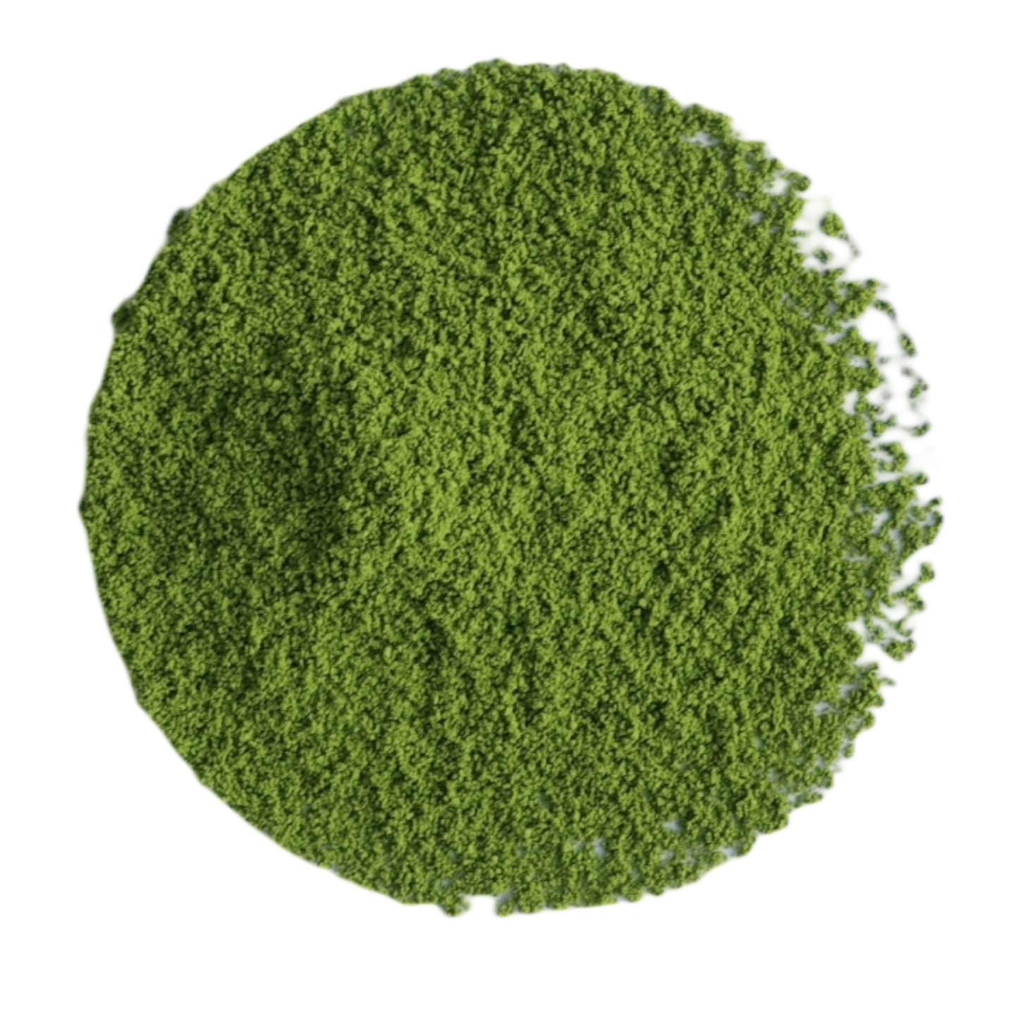Uji Matcha Samidori Zeremonie - Tee Zwanck